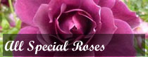 All Special Roses