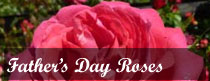 Father's Day Roses