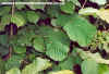 Hazel Nut Plant (Corylus Avellana)