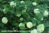 Guelder Rose (Viburnum Opulus)
